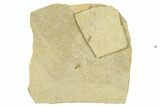 Detailed Fossil Fly (Plecia) With Pos/Neg - France #267649-2